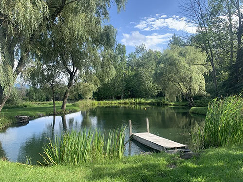 view of a pond with a small wood dock in a very green, grassy and tree filled setting
